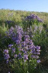 Sticky-stem Penstemon in meadow under blue sky