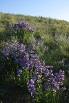 Sticky-stem Penstemon in meadow under blue sky