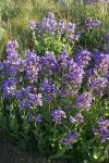 Sticky-stem Penstemon