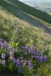 Sticky-stem Penstemon on Horse Heaven Hills