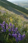 Sticky-stem Penstemon on Horse Heaven Hills