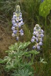 Silvery Lupine