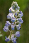 Silvery Lupine blossoms detail