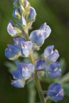 Silvery Lupine blossoms detail