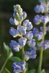 Silvery Lupine blossoms detail