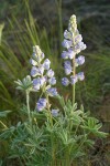 Silvery Lupine