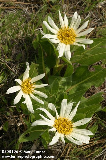 Wyethia helianthoides