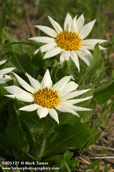 Wyethia helianthoides