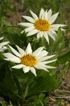 White Mule's Ears