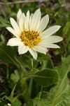 White Mule's Ears blossom & foliage