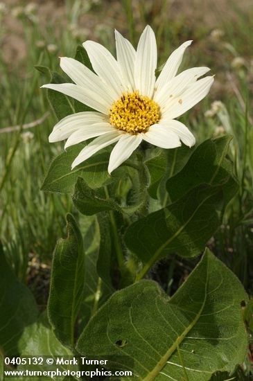 Wyethia helianthoides