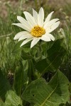 White Mule's Ears blossom & foliage