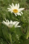 White Mule's Ears