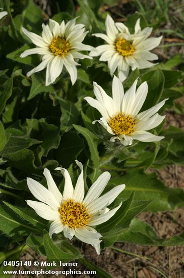 Wyethia helianthoides