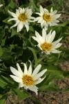 White Mule's Ears