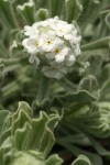 Cockscomb Cryptantha blossoms & foliage