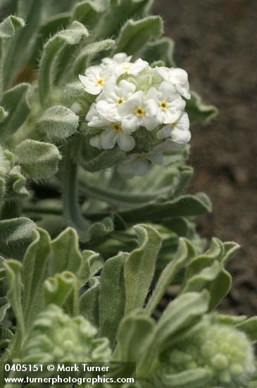 Cryptantha celosioides