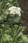 Cockscomb Cryptantha blossoms & foliage