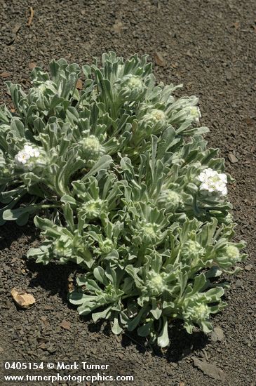 Cryptantha celosioides