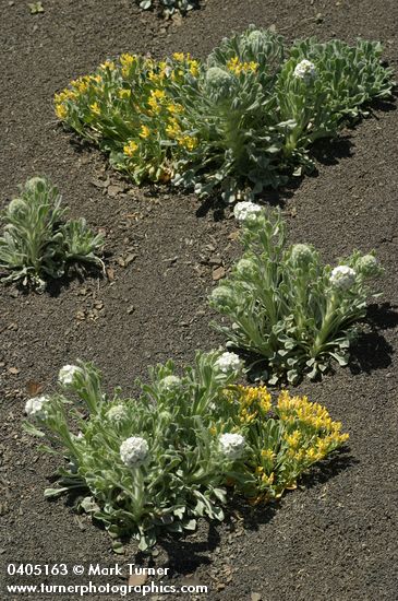 Cryptantha celosioides; Lesquerella occidentalis