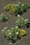 Cockscomb Cryptantha w/ Western Lesquerella