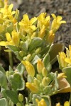 Western Lesquerella blossoms & foliage detail