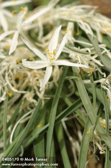 Leucocrinum montanum