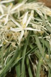 Sand Lily blossom & foliage detail