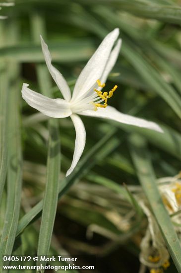 Leucocrinum montanum