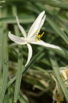 Sand Lily blossom & foliage detail