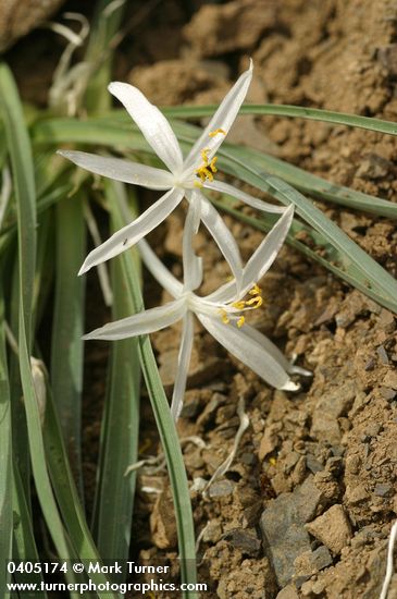 Leucocrinum montanum