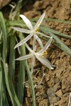Sand Lily blossoms & foliage detail