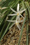 Sand Lily blossoms & foliage detail