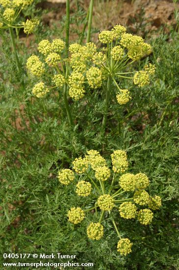 Lomatium dissectum