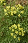 Fern-leaved Lomatium (yellow-flowered form) blossoms & foliage