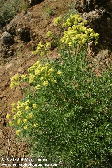 Lomatium dissectum