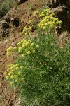 Fern-leaved Lomatium (yellow-flowered form)