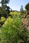 Fern-leaved Lomatium (yellow-flowered form)