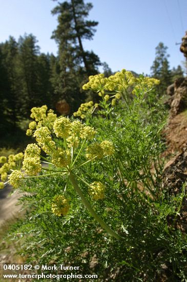 Lomatium dissectum