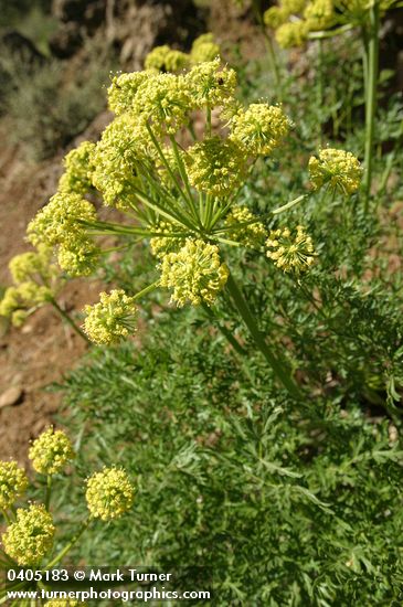 Lomatium dissectum