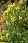 Fern-leaved Lomatium (yellow-flowered form) blossoms & foliage