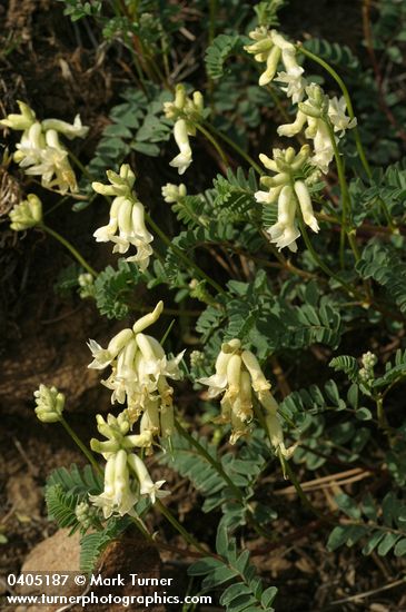 Astragalus sp.