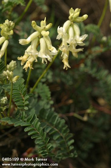 Astragalus sp.