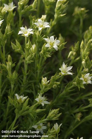 Minuartia nuttallii ssp. nuttallii (Arenaria nuttallii)