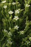 Nuttall's Sandwort blossoms & foliage