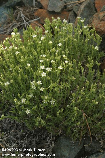 Minuartia nuttallii ssp. nuttallii (Arenaria nuttallii)