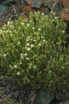 Nuttall's Sandwort on serpentine talus