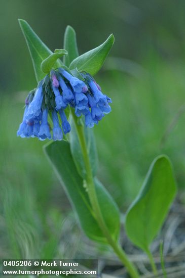 Mertensia longiflora