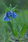 Small Bluebells