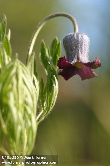Clematis hirsutissima